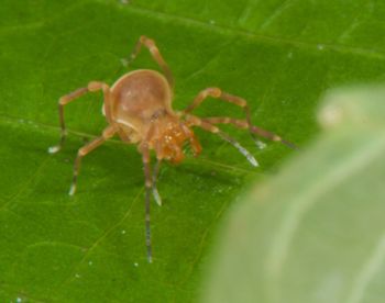 Media type: image;   Invertebrate Zoology 136540
